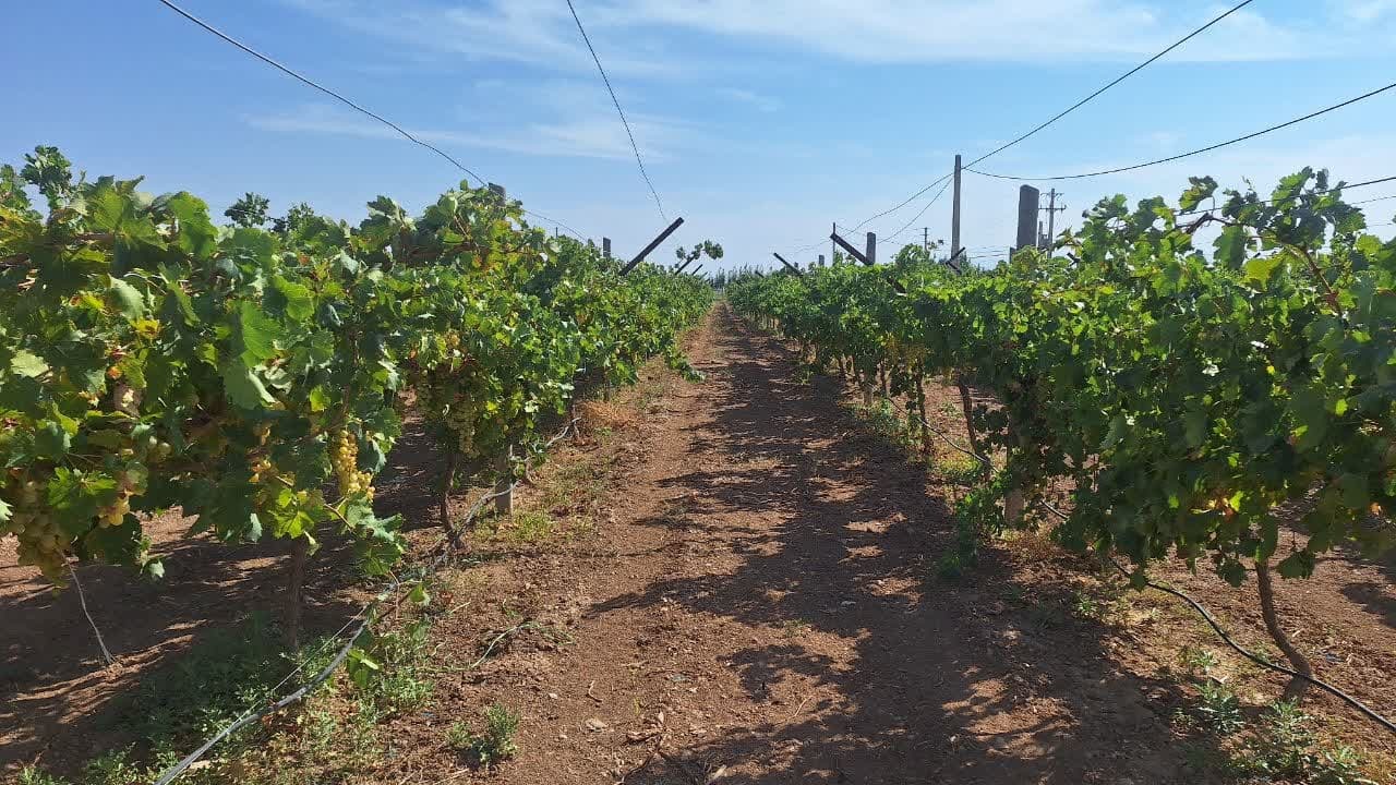 بیست و هشتمین جشنواره انگور در تاکستان برگزار می شود