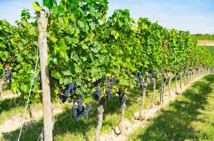 طرح باغ مادری انگور برای نخستین بار در تاکستان اجرا شد طرح باغ مادری انگور برای نخستین بار در تاکستان اجرا شد