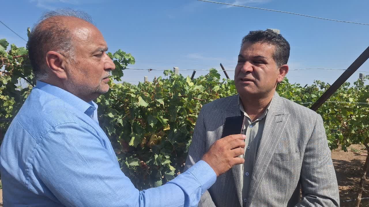 طرح باغ مادری انگور برای نخستین بار در تاکستان اجرا شد طرح باغ مادری انگور برای نخستین بار در تاکستان اجرا شد