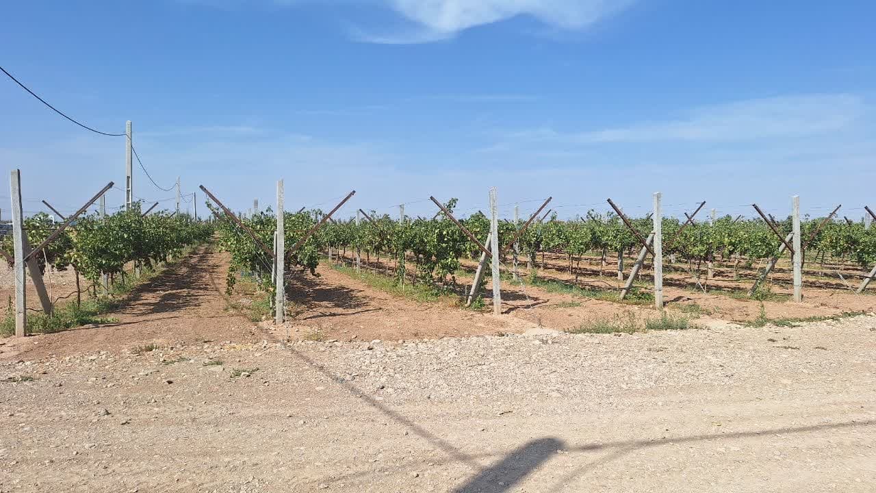 طرح باغ مادری انگور برای نخستین بار در تاکستان اجرا شد طرح باغ مادری انگور برای نخستین بار در تاکستان اجرا شد