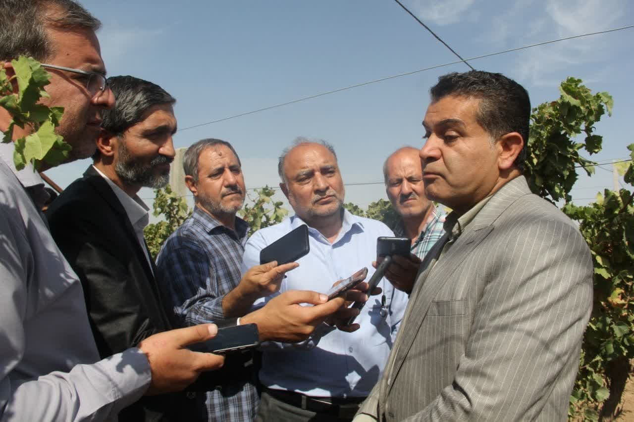 طرح باغ مادری انگور برای نخستین بار در تاکستان اجرا شد طرح باغ مادری انگور برای نخستین بار در تاکستان اجرا شد