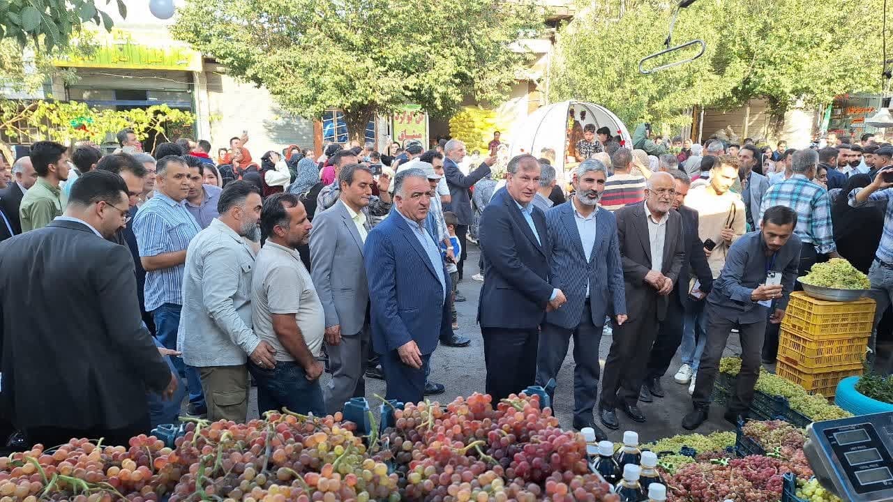 ۳ میلیون و ۲۰۰ هزار تن انگور در ۲۸۸ هزار هکتار تاکستانهای کشور تولید می شود