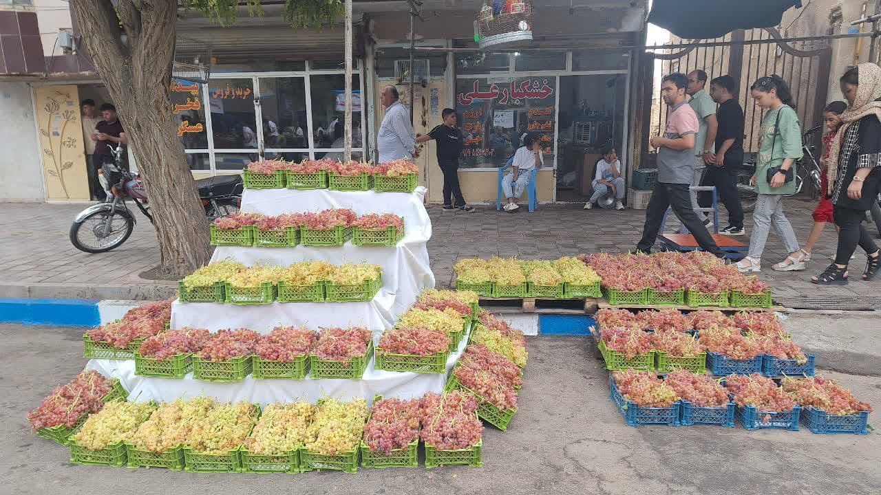 ۳ میلیون و ۲۰۰ هزار تن انگور در ۲۸۸ هزار هکتار تاکستانهای کشور تولید می شود