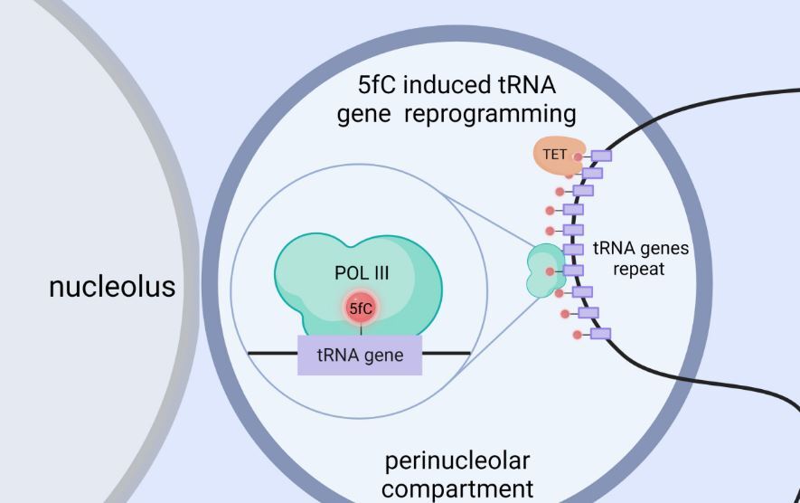 کشف سوئیچ مخفی ژن‌ها در جنین