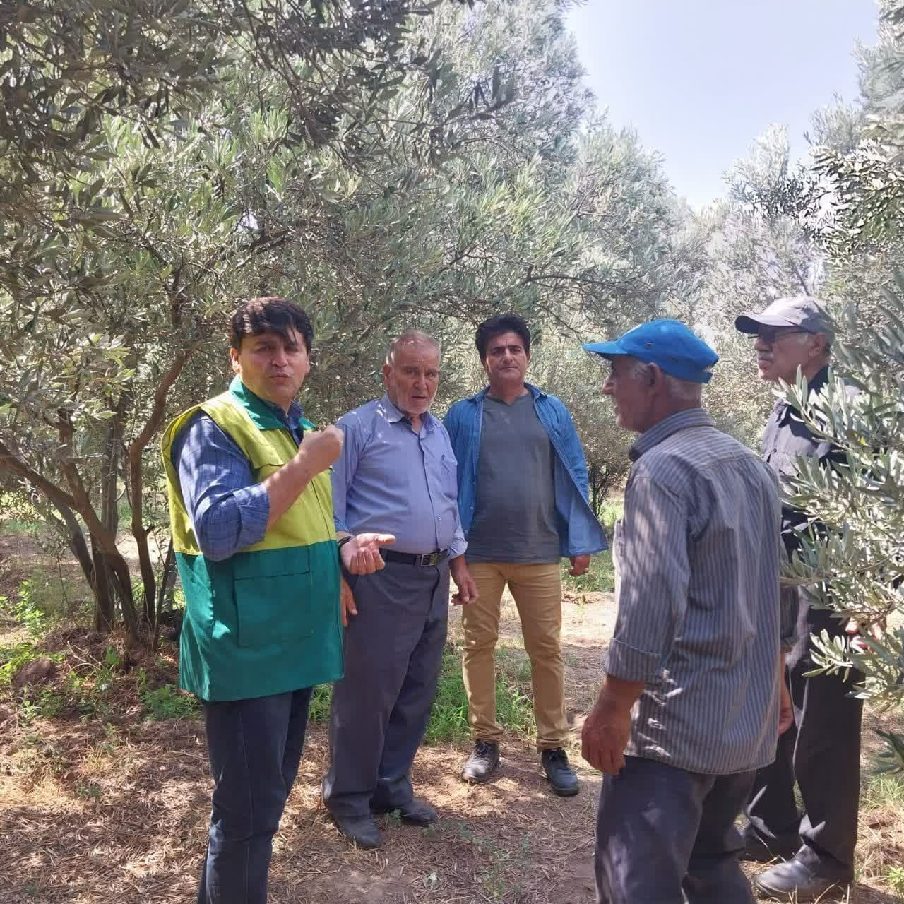 افزایش ایستگاههای پیش آگاهی آفت مگس زیتون در باغات منطقه طارم سفلی