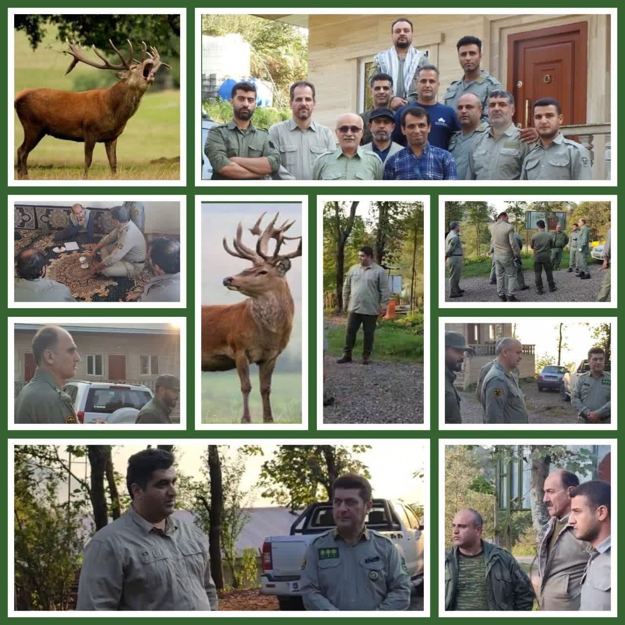 چادر‌های «گاوبانگی» در مناطق جنگلی گیلان برپا شد