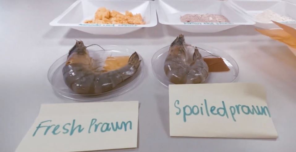 دیگر هسته آووکادو دور نیاندازیم!/ هشدار فساد غذایی با فیلم بستهبندی جدید دیگر هسته آووکادو دور نیاندازیم!/ هشدار فساد غذایی با فیلم بستهبندی جدید