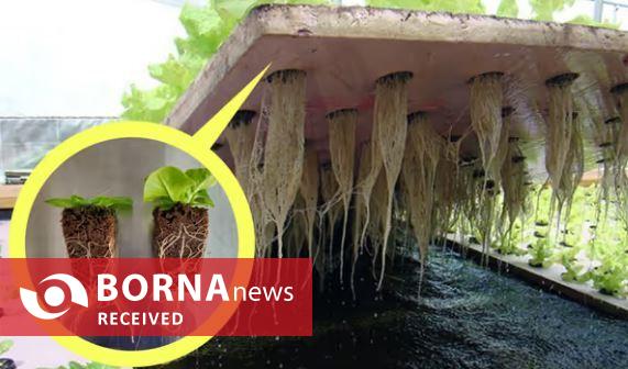 گلخانه‌های هوشمند رمز موفقیت در کشاورزی مدرن