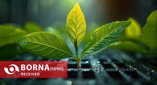 گلخانه‌های هوشمند رمز موفقیت در کشاورزی مدرن