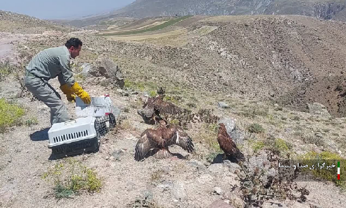 ۵۲ گونه حیات وحش زخمی در ایلام بعد از مداوا در طبیعت رها شد