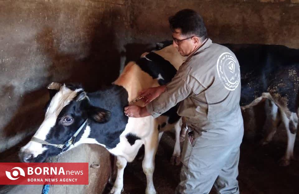 کشف، ضبط و معدوم‌سازی بیش از ۵ تن انواع مواد خام دامی در نهاوند