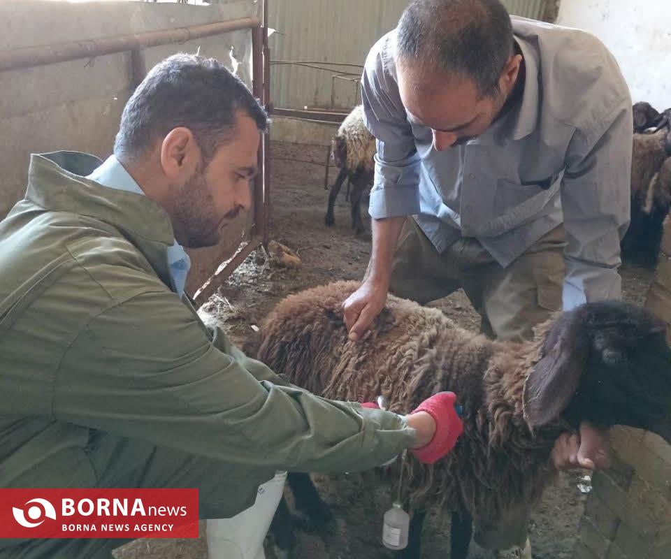 کشف، ضبط و معدوم‌سازی بیش از ۵ تن انواع مواد خام دامی در نهاوند