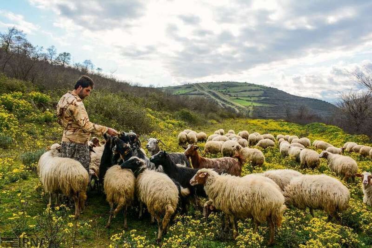 برخورد قضایی با چرای غیرمجاز دام در مراتع استان مرکزی