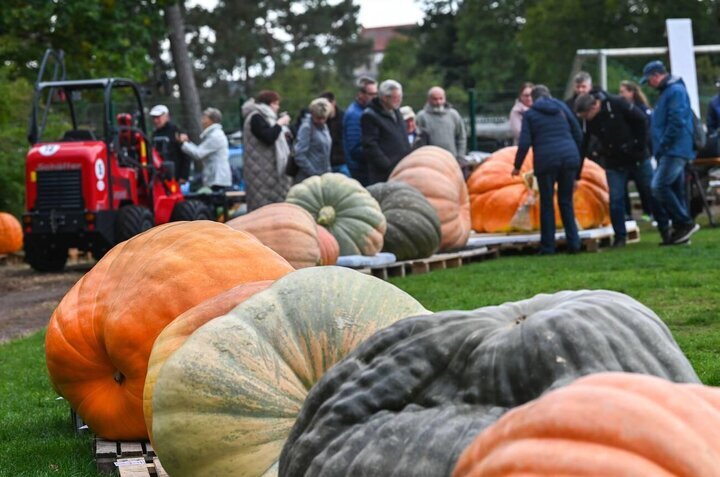 بزرگترین کدو تنبل‌های جهان+عکس
