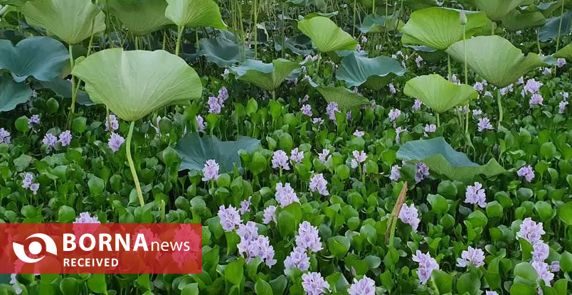 ۲۴۳ گونه پرنده در تالاب انزلی قابل مشاهده است