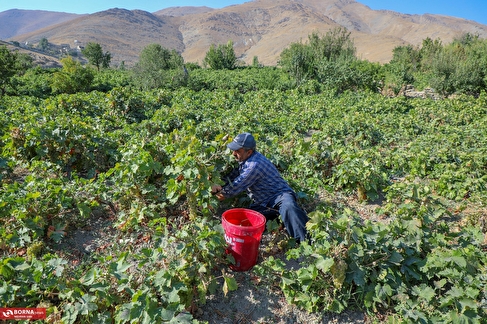 شیره پزی در روستای تاریخی و هدف گردشگری هزاوه