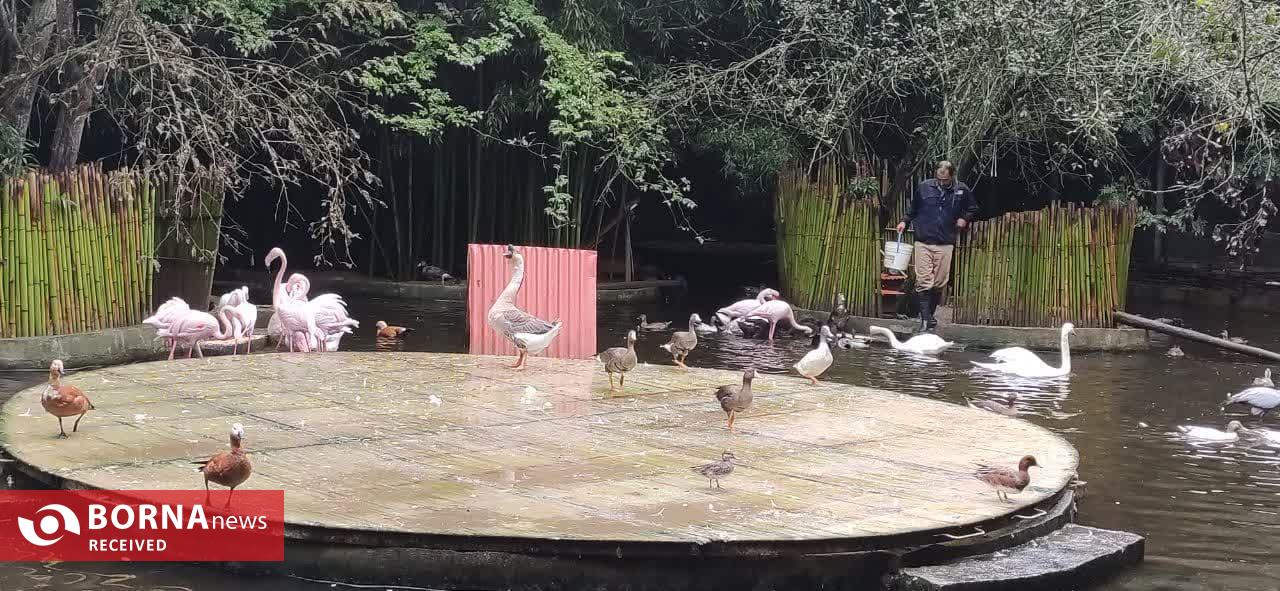 تأسیس باغ پرندگان در روستای کوبیجار لاهیجان تأسیس باغ پرندگان در روستای کوبیجار لاهیجان