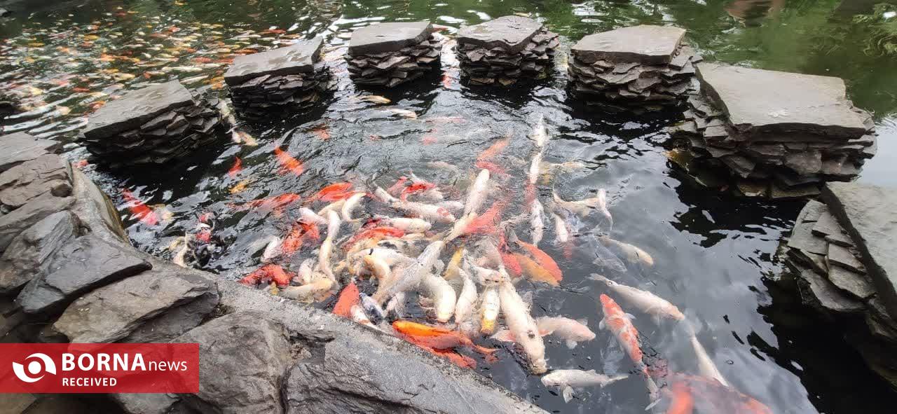 تأسیس باغ پرندگان در روستای کوبیجار لاهیجان تأسیس باغ پرندگان در روستای کوبیجار لاهیجان