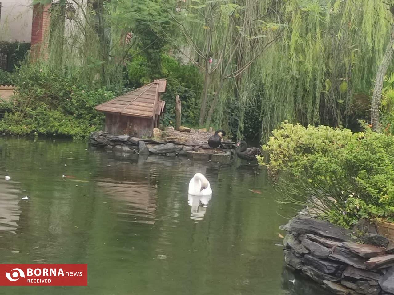 تأسیس باغ پرندگان در روستای کوبیجار لاهیجان تأسیس باغ پرندگان در روستای کوبیجار لاهیجان