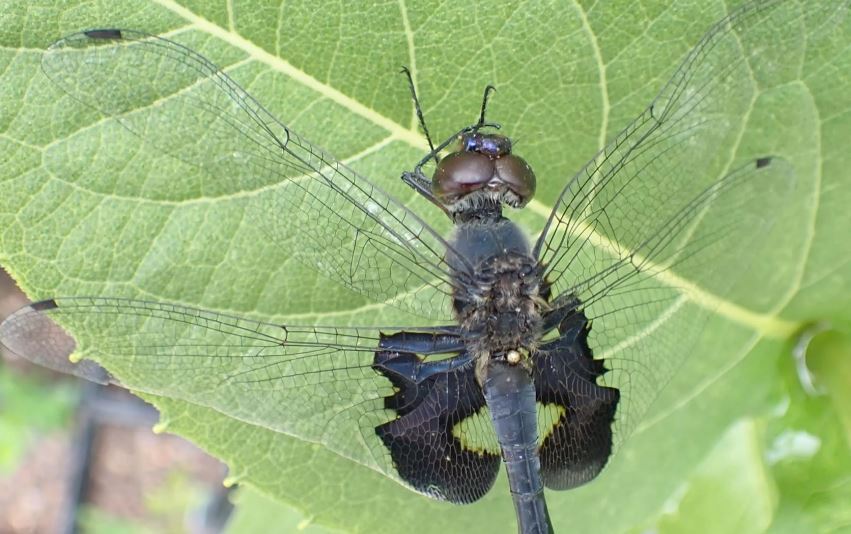 قهرمانان اقلیم گرم آینده چه مشخصاتی دارند؟ قهرمانان اقلیم گرم آینده چه مشخصاتی دارند؟