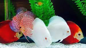 تولید ۵۲ میلیون قطعه انواع ماهیان زینتی در سطح استان  قزوین 