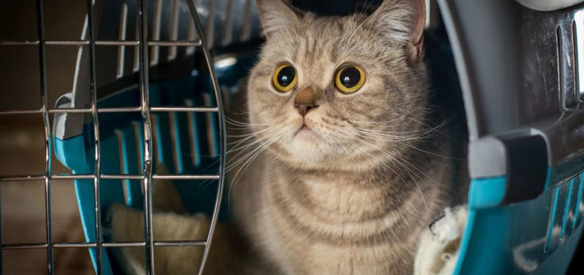 سفر با حیوان خانگی؛ چگونه با حیوان خانگی خود سفر کنیم