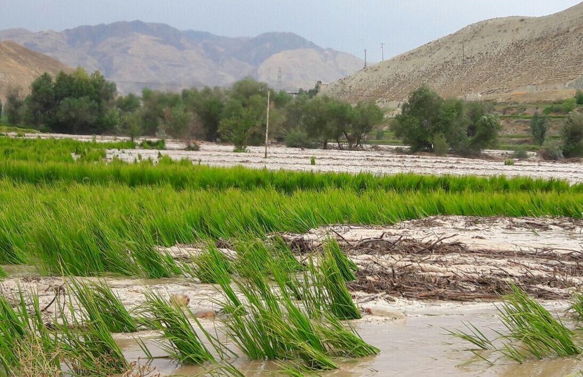 هشدار هواشناسی به کشاورزان در پی بارش های اخیر