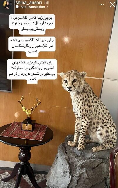 انتقال تاکسیدرمی یوز از اتاق رئیس سازمان حفاظت محیط زیست به موزه تنوع زیستی