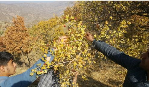 برداشت۱۳۰ تن زالزالک از عرصه های منابع طبیعی استان قزوین برداشت۱۳۰ تن زالزالک از عرصه های منابع طبیعی استان قزوین