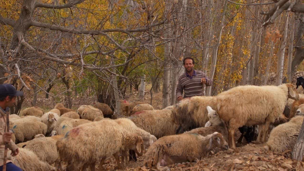 اکران «آواز گمشده» از قزوین در سومین جشنواره میراث فرهنگی اکران «آواز گمشده» از قزوین در سومین جشنواره میراث فرهنگی