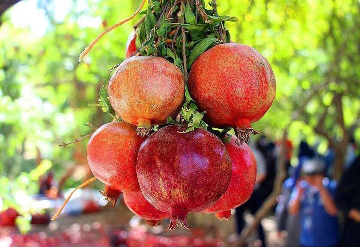 جشنواره بزرگ انار پاوه برگزار می‌شود