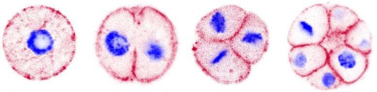 کشف رفتارهای جنینی در تک‌سلولی یک میلیارد ساله/ سرنخی از تولد چندسلولی‌ها پیش از حیوانات