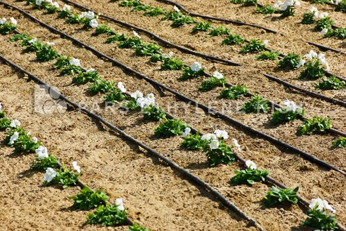 3 میلیون و 100 هکتار از اراضی کشاورزی کشور به سیستم نوین آبیاری مجهز شده است 3 میلیون و 100 هکتار از اراضی کشاورزی کشور به سیستم نوین آبیاری مجهز شده است