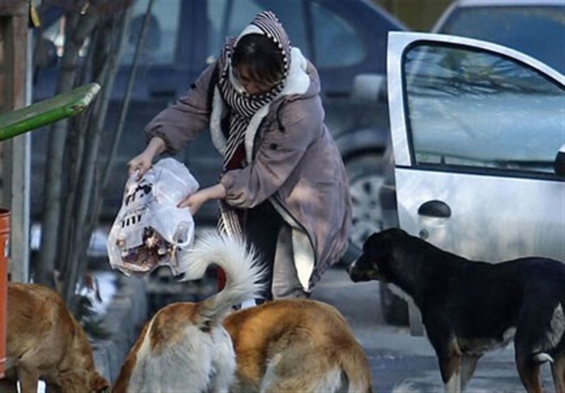 تعادل طبیعت از تغذیه مدافعان حیوانات به سگ های ولگرد در حال سقوط است