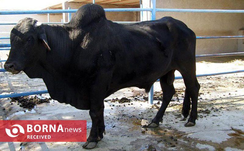 فناوری بومی ایران در خدمت احیای گاو سیستانی از آزمایشگاه تا مزرعه