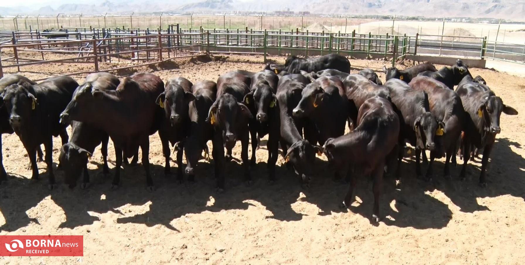 فناوری بومی ایران در خدمت احیای گاو سیستانی از آزمایشگاه تا مزرعه