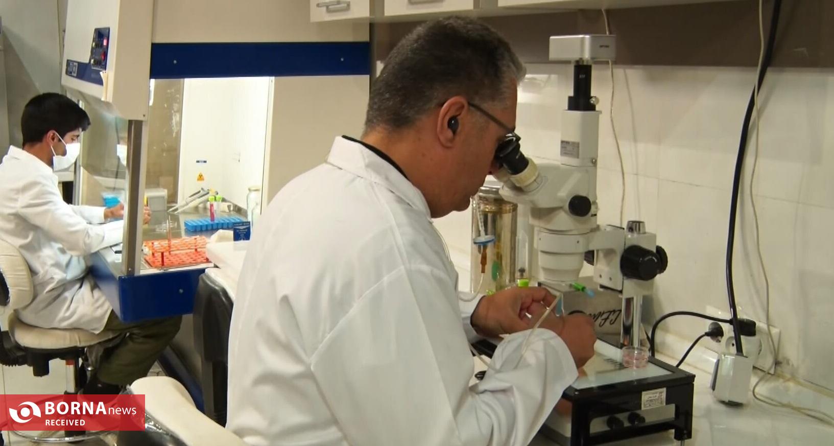 فناوری بومی ایران در خدمت احیای گاو سیستانی از آزمایشگاه تا مزرعه