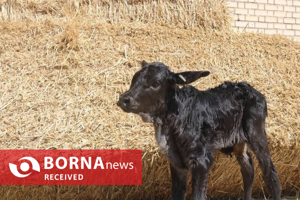 فناوری بومی ایران در خدمت احیای گاو سیستانی از آزمایشگاه تا مزرعه