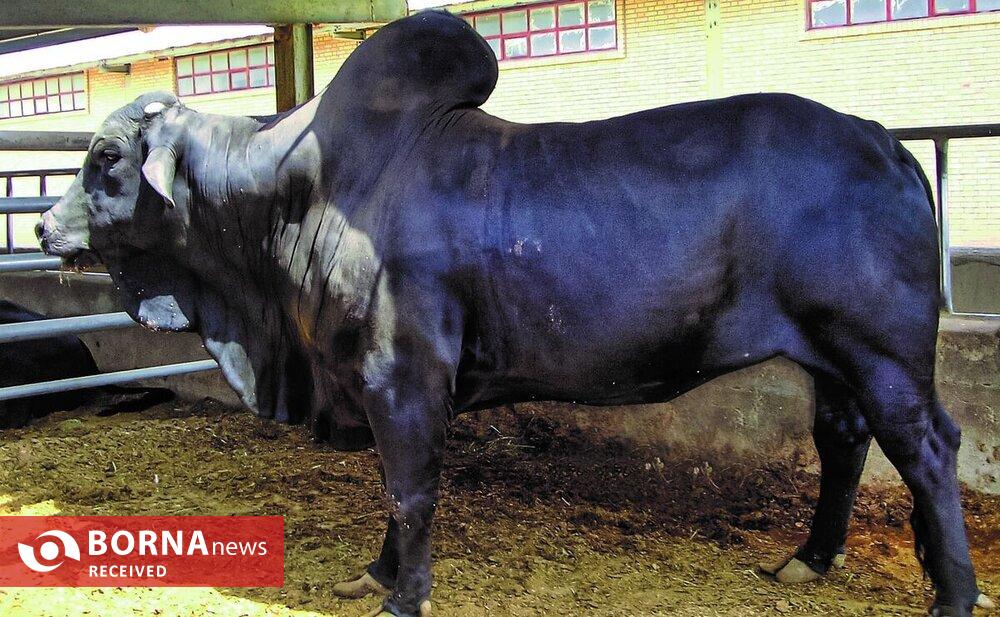 فناوری بومی ایران در خدمت احیای گاو سیستانی از آزمایشگاه تا مزرعه