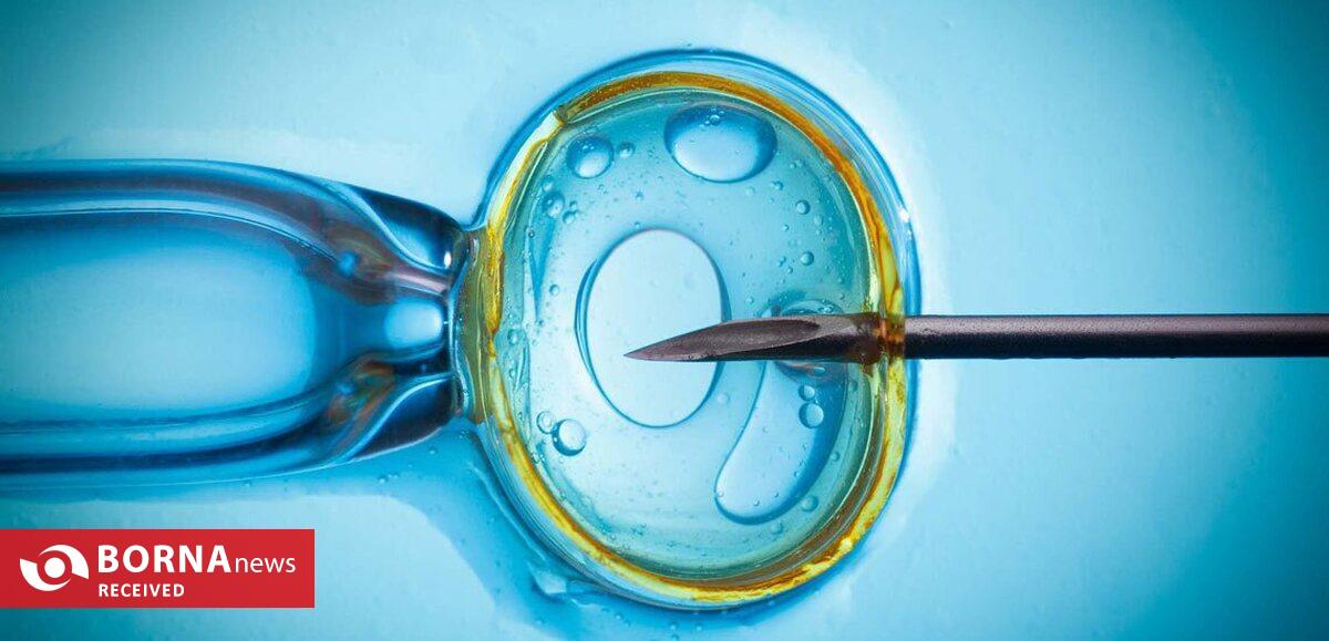 فناوری بومی ایران در خدمت احیای گاو سیستانی از آزمایشگاه تا مزرعه