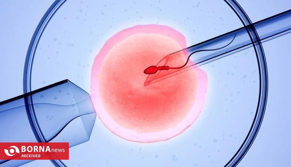 فناوری بومی ایران در خدمت احیای گاو سیستانی از آزمایشگاه تا مزرعه