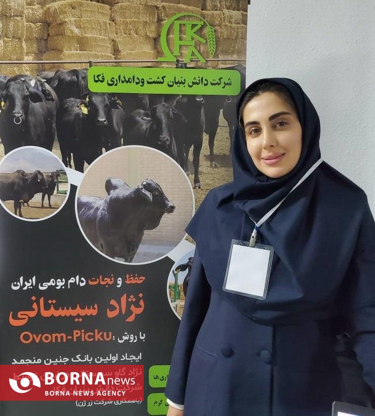 فناوری بومی ایران در خدمت احیای گاو سیستانی از آزمایشگاه تا مزرعه