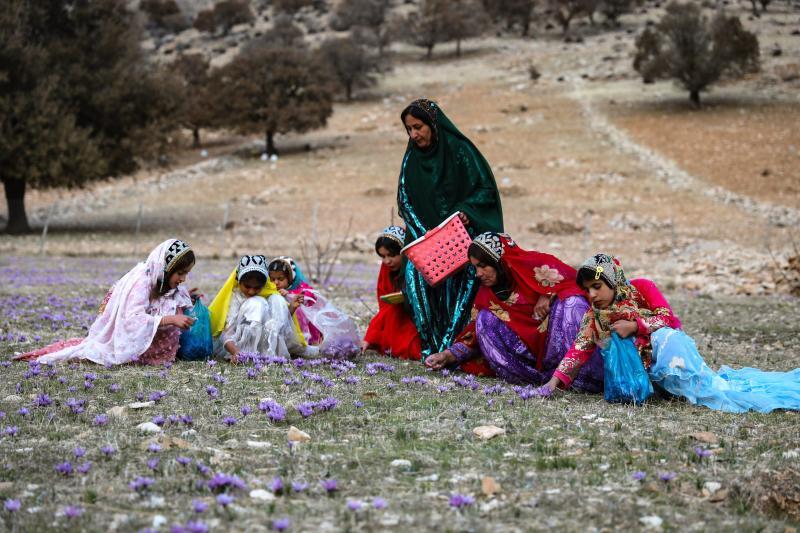 سومین جشنواره شکرانه برداشت زعفران در دزپارت برگزار شد