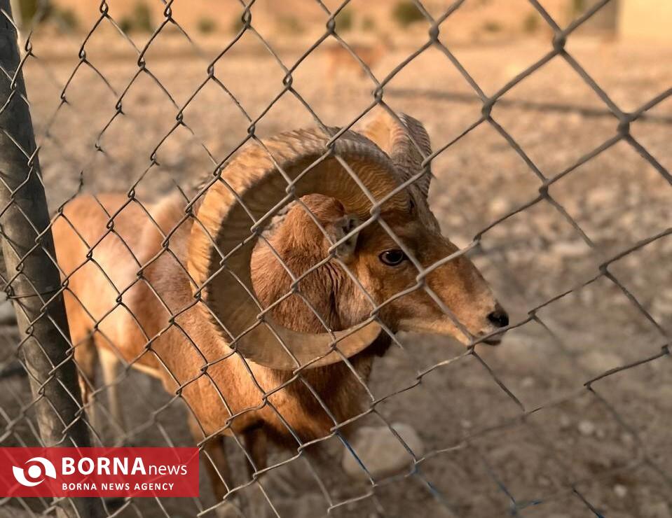 میزبانی «هُرمود» از نادرترین گوسفند وحشی جهان/ هزینه ۷ میلیاردی برای پروانه شکار قوچ لارستان