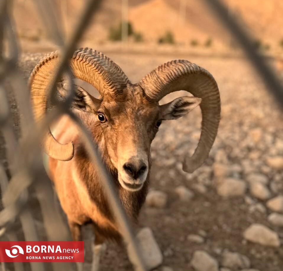 میزبانی «هُرمود» از نادرترین گوسفند وحشی جهان/ هزینه ۷ میلیاردی برای پروانه شکار قوچ لارستان