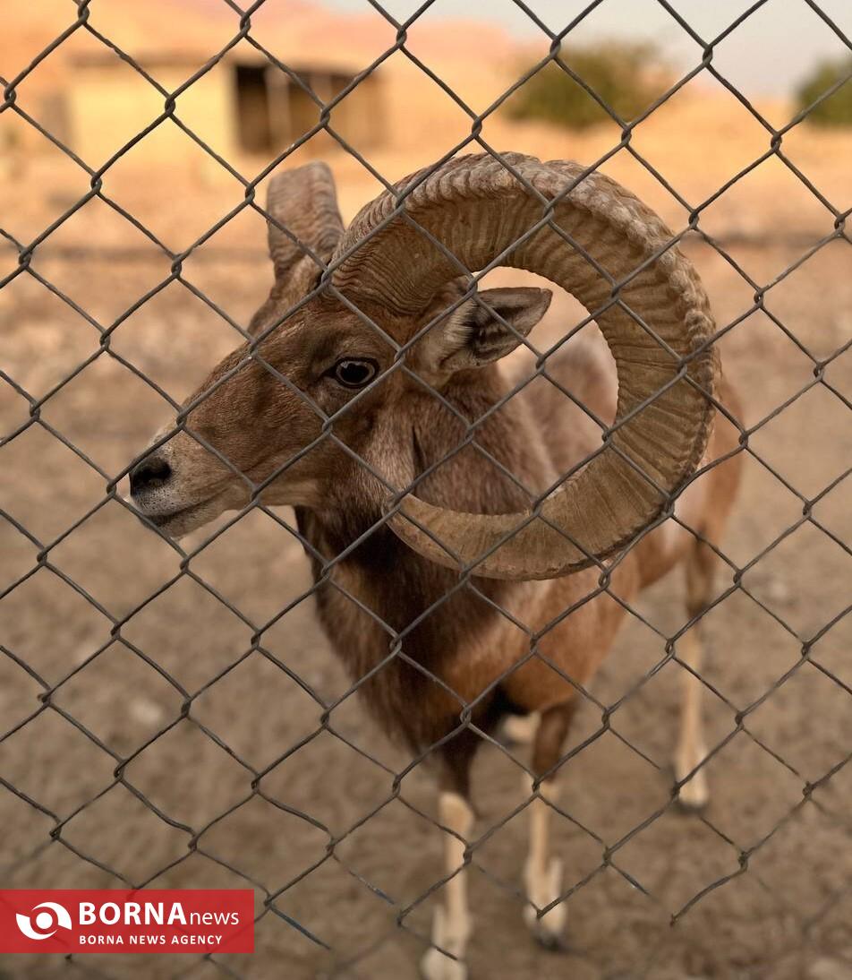میزبانی «هُرمود» از نادرترین گوسفند وحشی جهان/ هزینه ۷ میلیاردی برای پروانه شکار قوچ لارستان