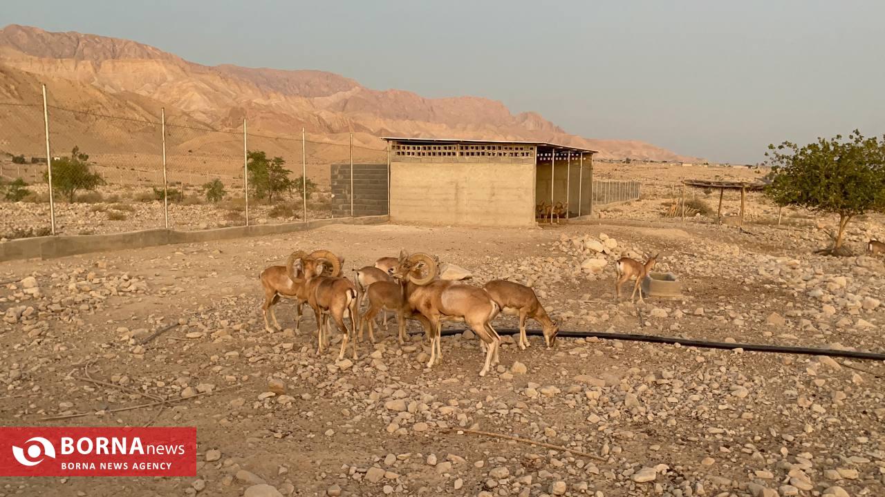 میزبانی «هُرمود» از نادرترین گوسفند وحشی جهان/ هزینه ۷ میلیاردی برای پروانه شکار قوچ لارستان