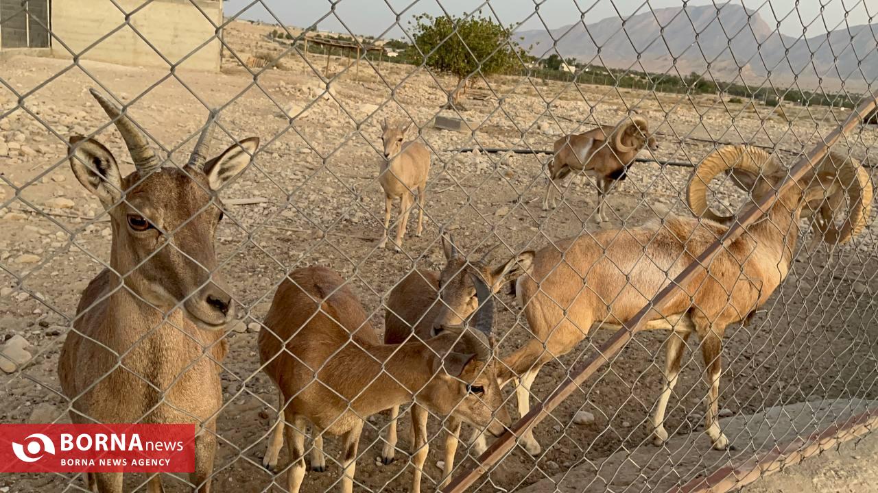 میزبانی «هُرمود» از نادرترین گوسفند وحشی جهان/ هزینه ۷ میلیاردی برای پروانه شکار قوچ لارستان