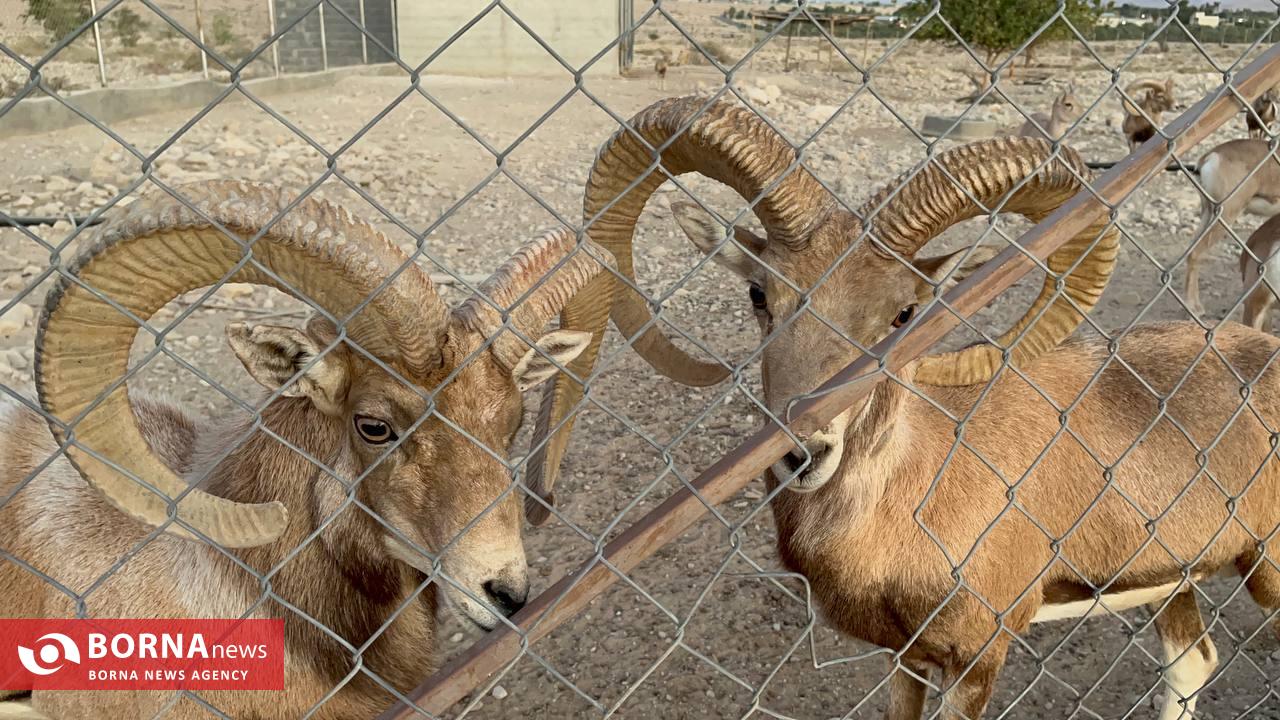 میزبانی «هُرمود» از نادرترین گوسفند وحشی جهان/ هزینه ۷ میلیاردی برای پروانه شکار قوچ لارستان