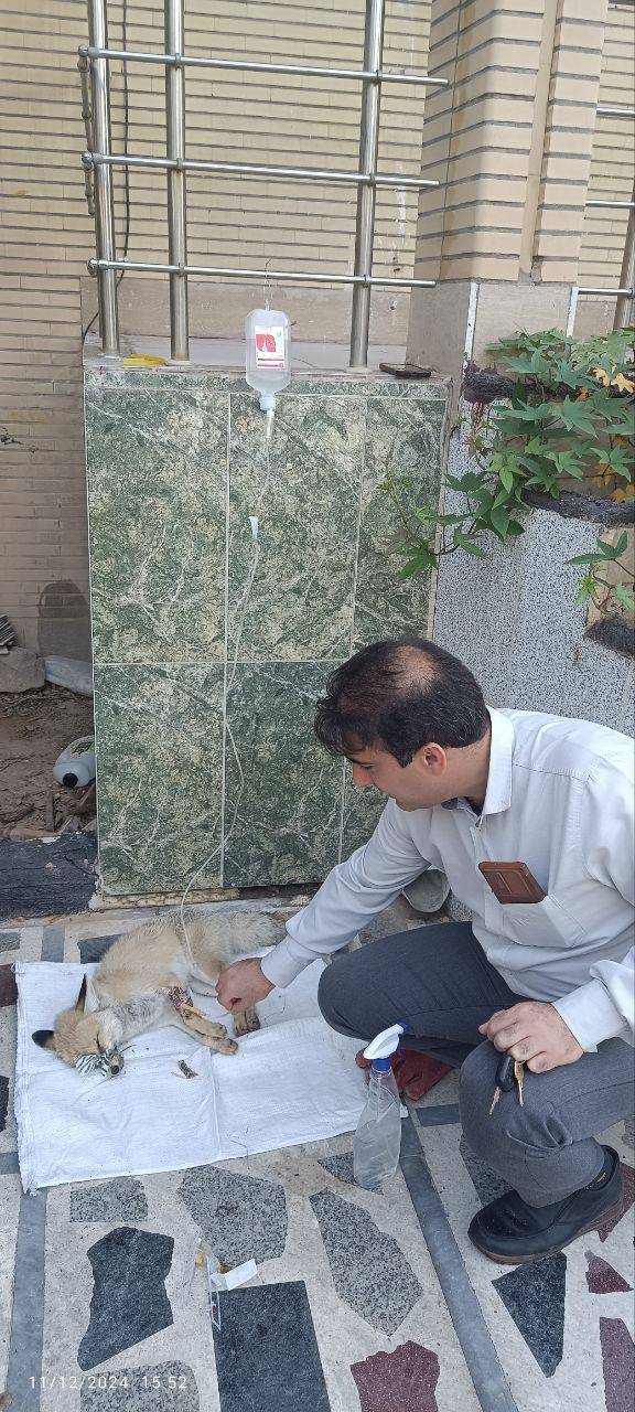 درمان و‌ رهاسازی روباه آسیب دیده در دزفول + عکس